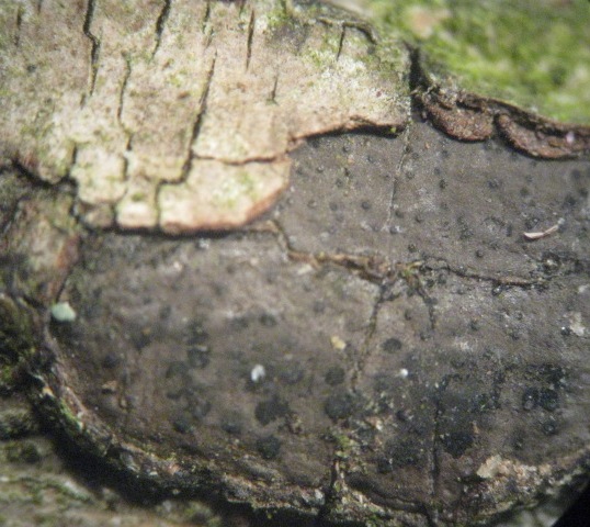macrostoma