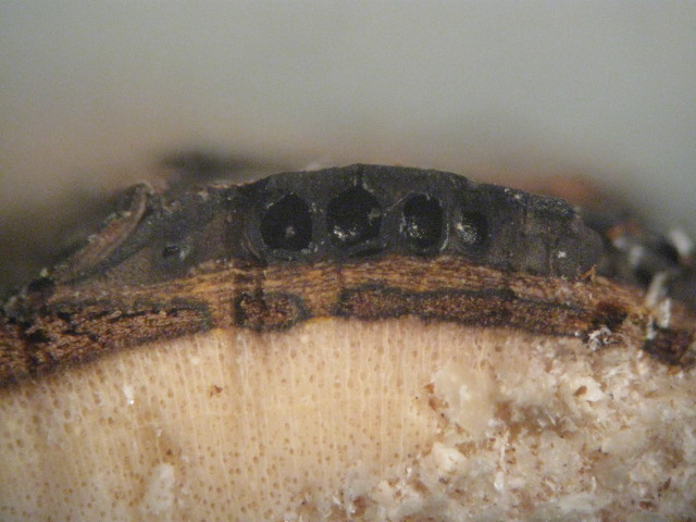macrostoma