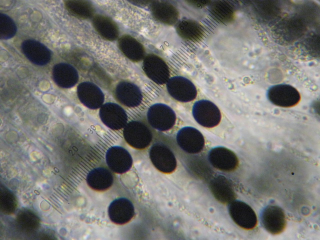 macrostoma