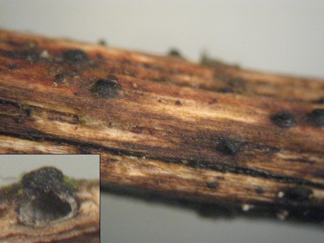 macrostoma