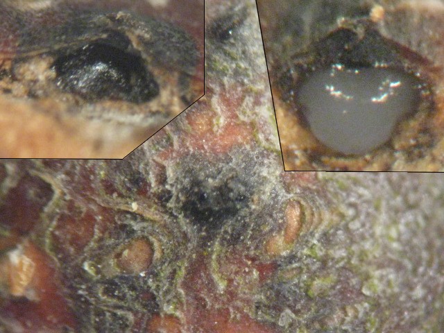 macrostoma