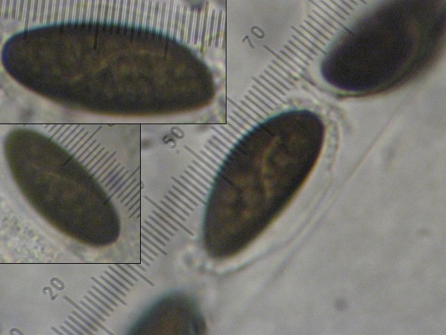 macrostoma