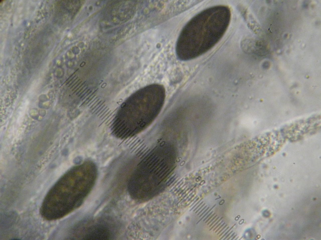 macrostoma