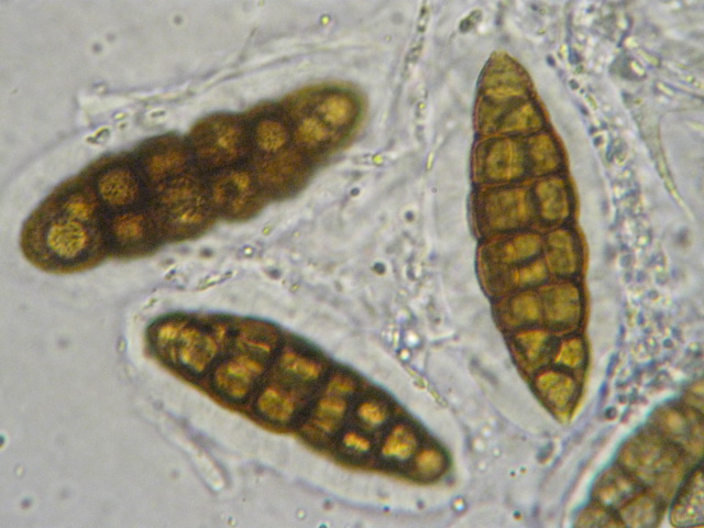 macrostoma