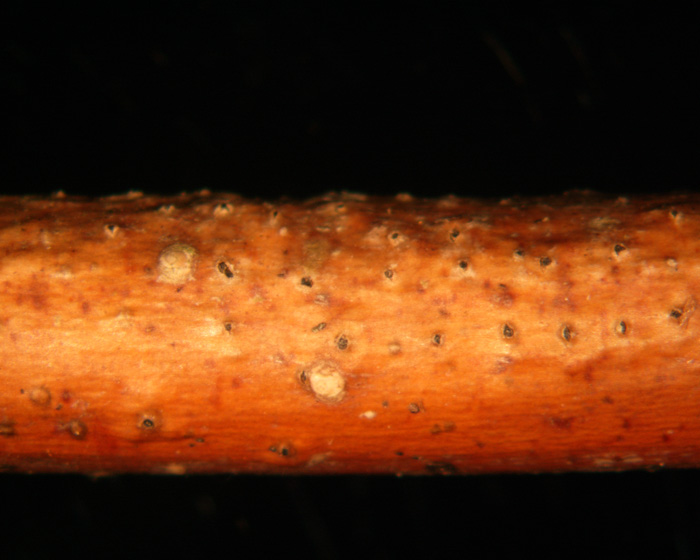 macrostoma