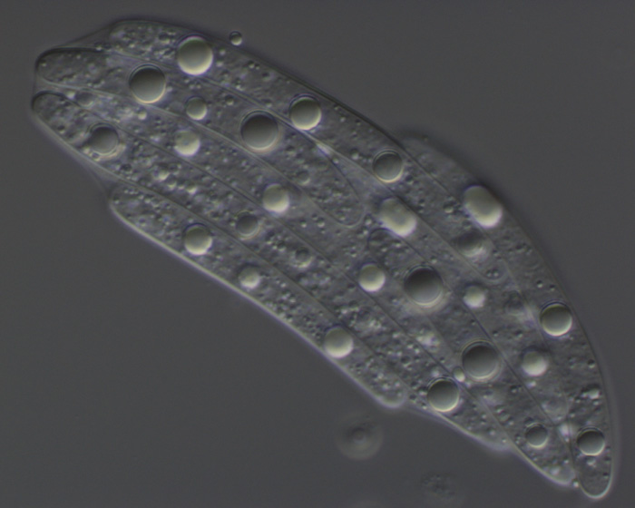 macrostoma