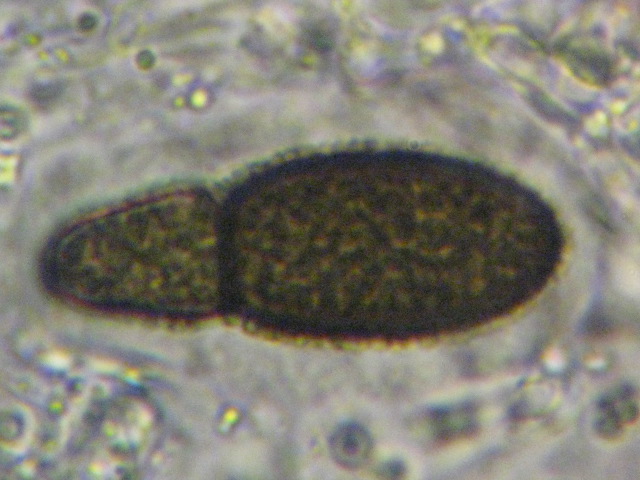 macrostoma