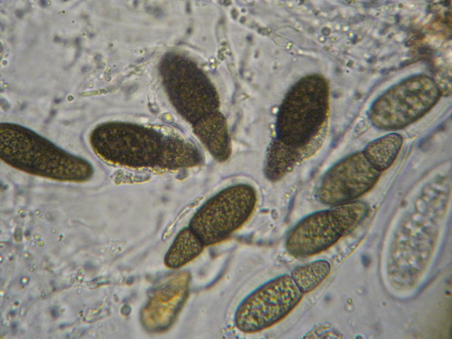 macrostoma