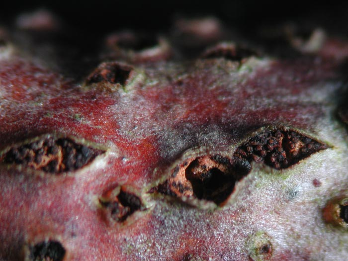 macrostoma