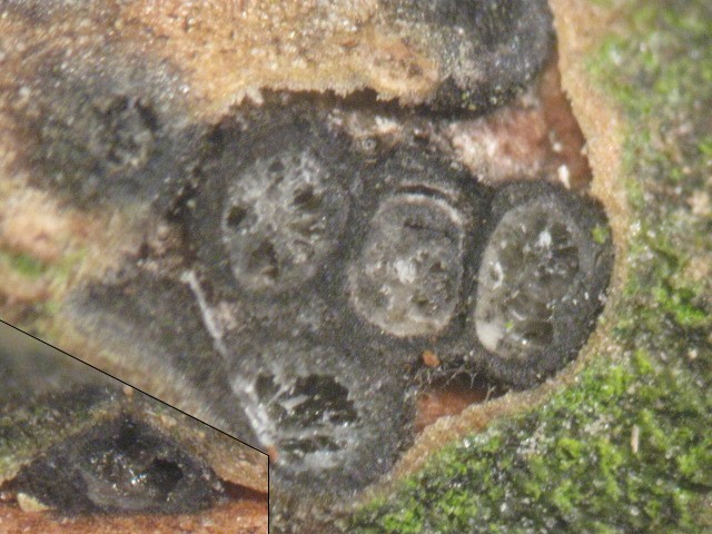 macrostoma