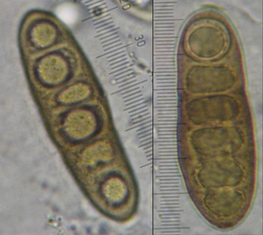 macrostoma