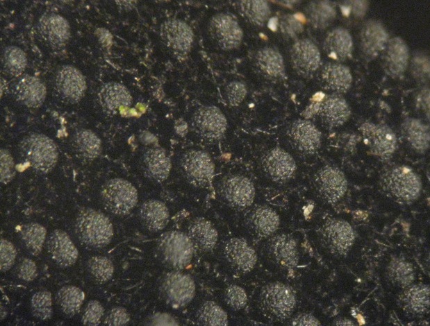 macrostoma