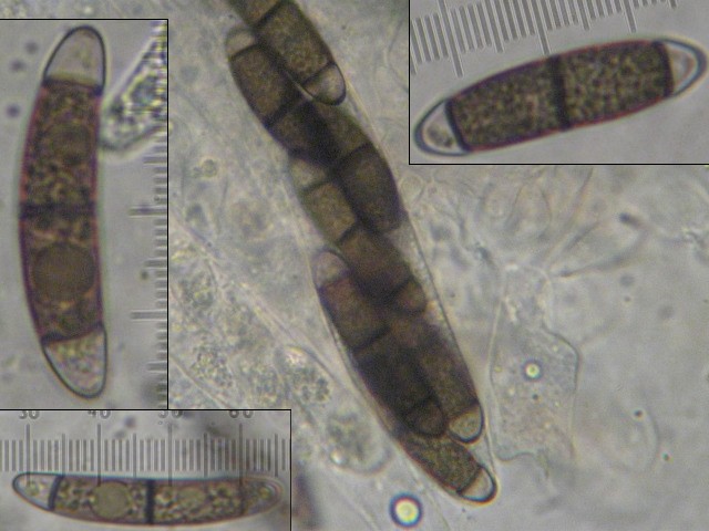 macrostoma