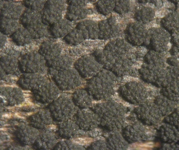 macrostoma