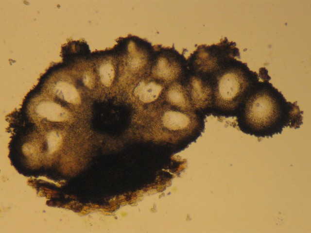 macrostoma