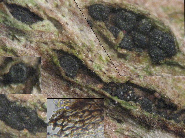 macrostoma