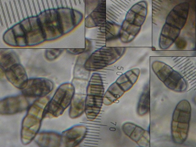 macrostoma