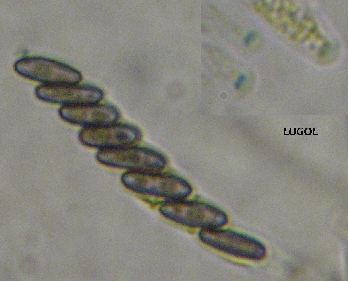 macrostoma