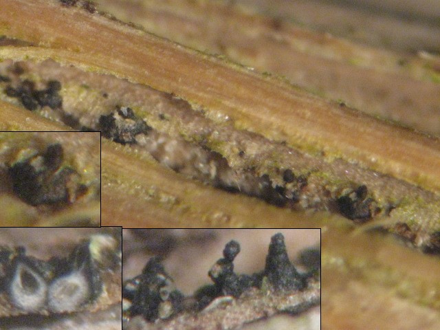 macrostoma