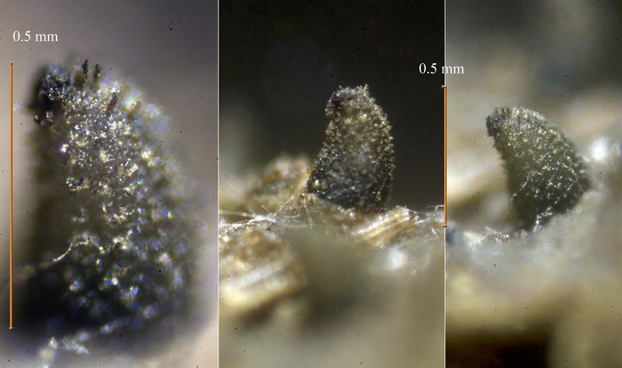 macrostoma