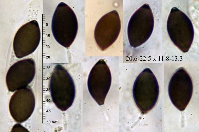 macrostoma