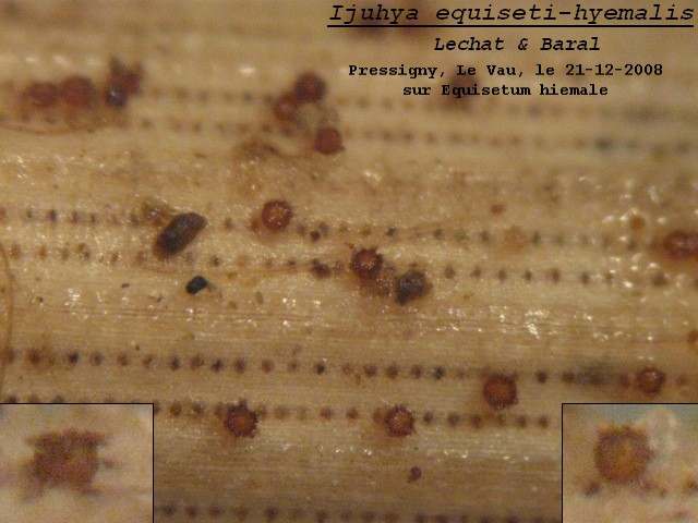 macrostoma