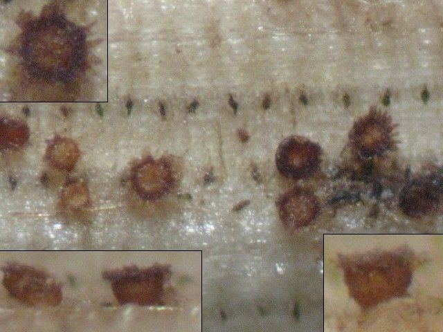 macrostoma