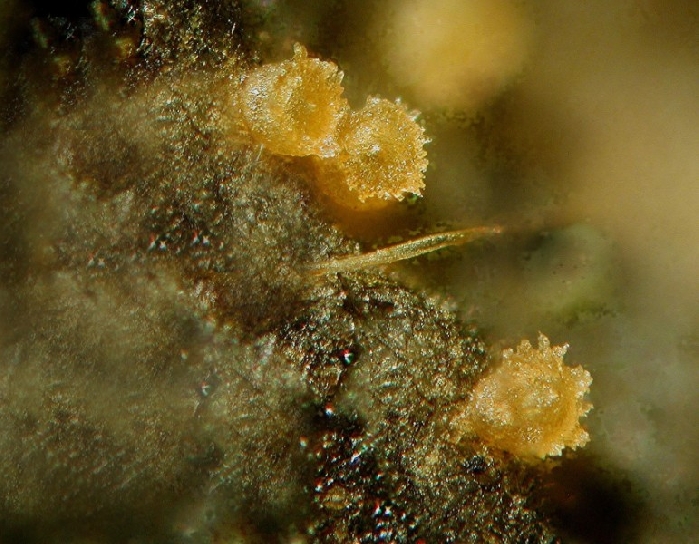 macrostoma