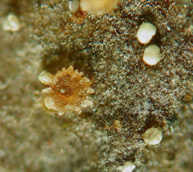 macrostoma