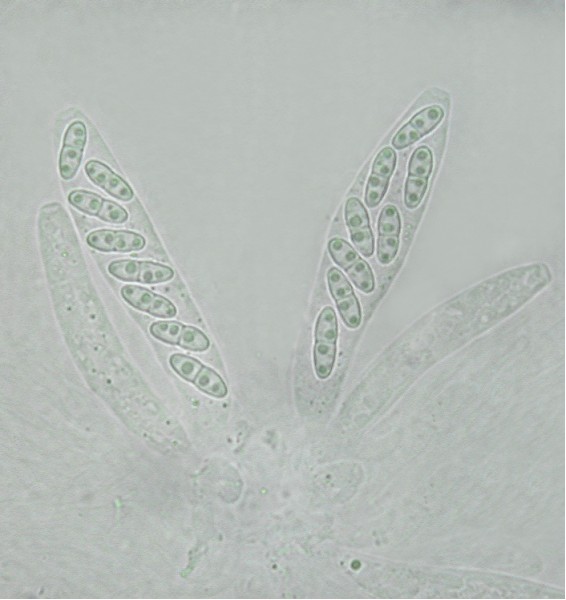 macrostoma