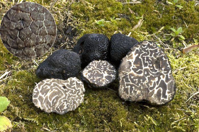 macrostoma