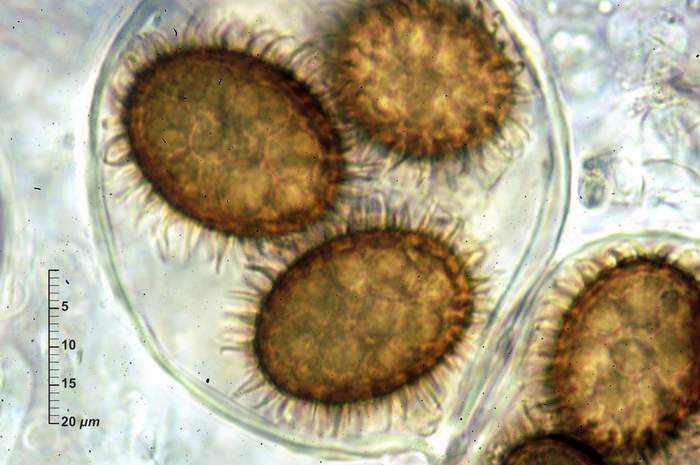 macrostoma