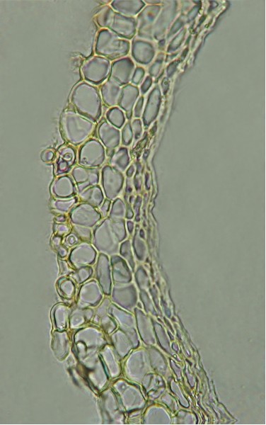 macrostoma