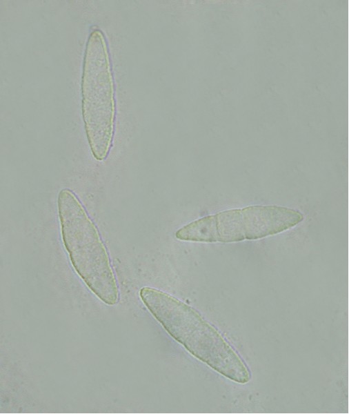 macrostoma