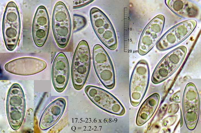macrostoma