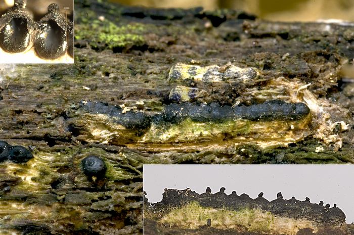 macrostoma