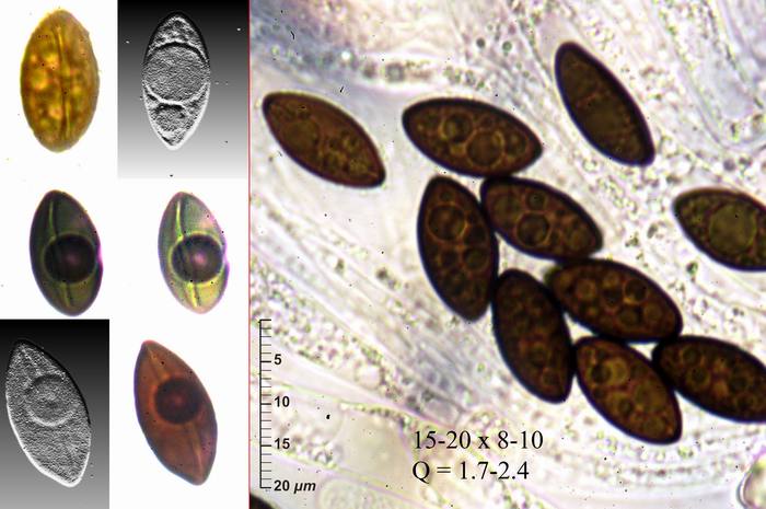 macrostoma