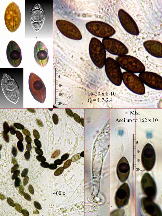 macrostoma