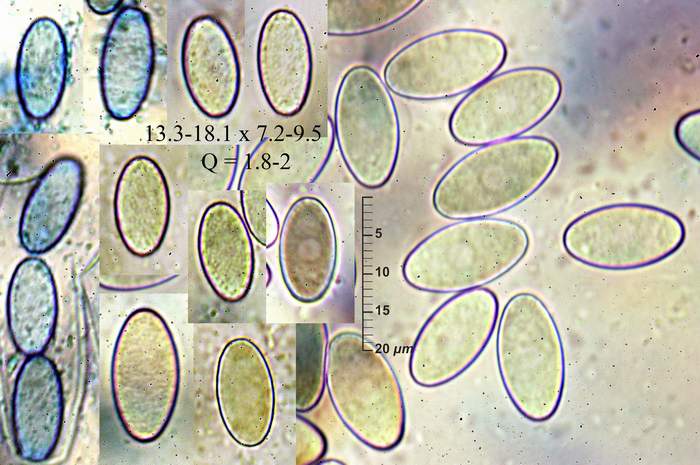 macrostoma