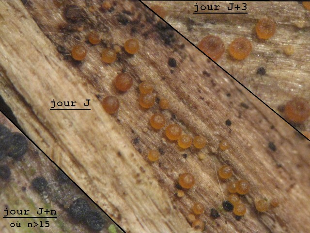 macrostoma