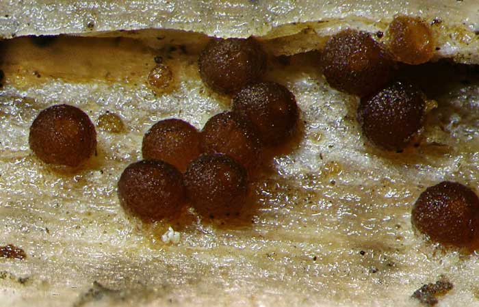 macrostoma