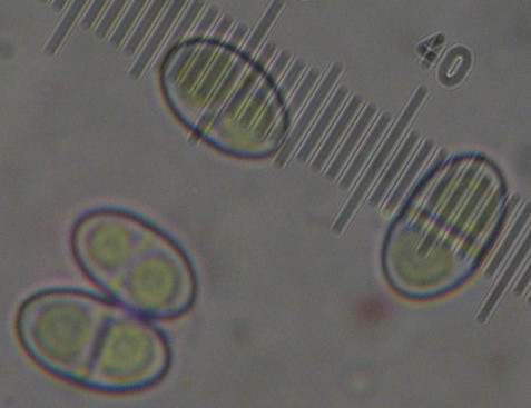 macrostoma