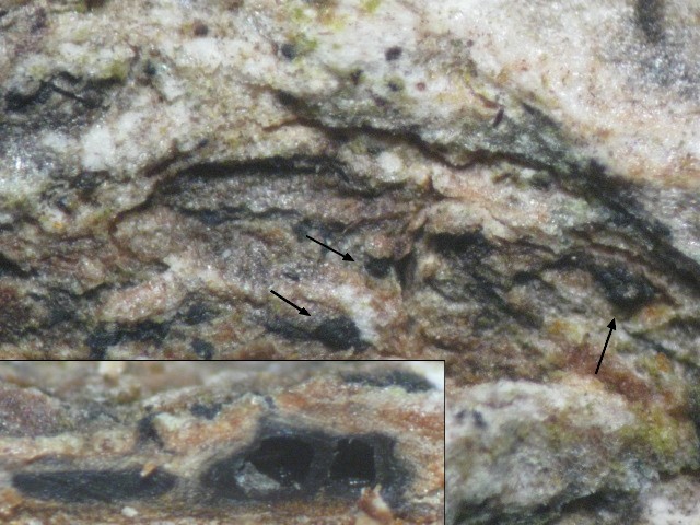 macrostoma