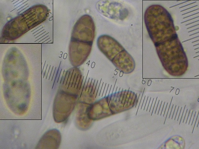 macrostoma