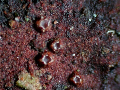 macrostoma