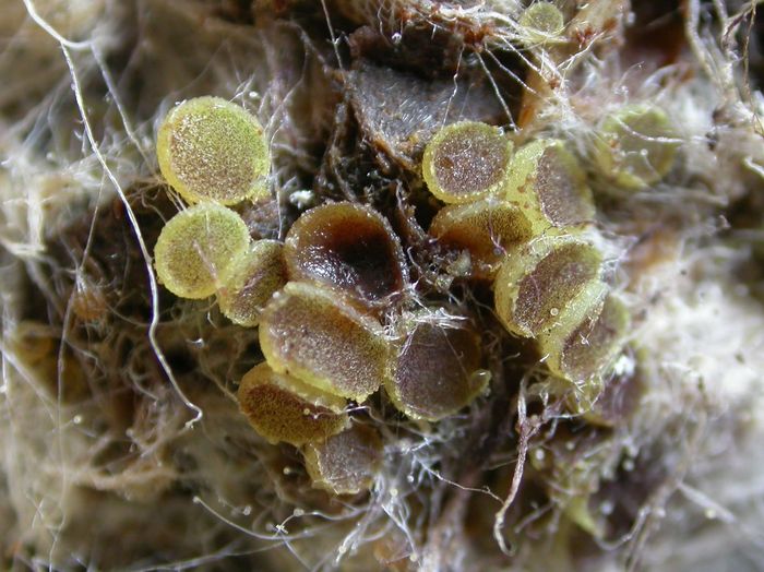 macrostoma