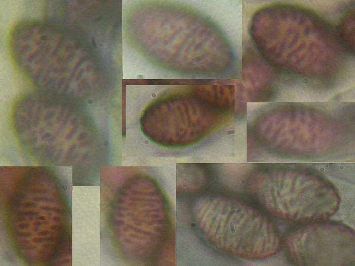 macrostoma