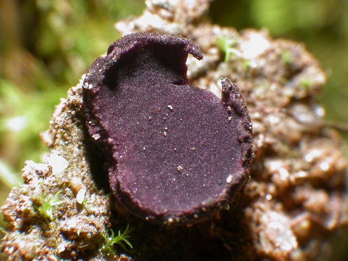 macrostoma