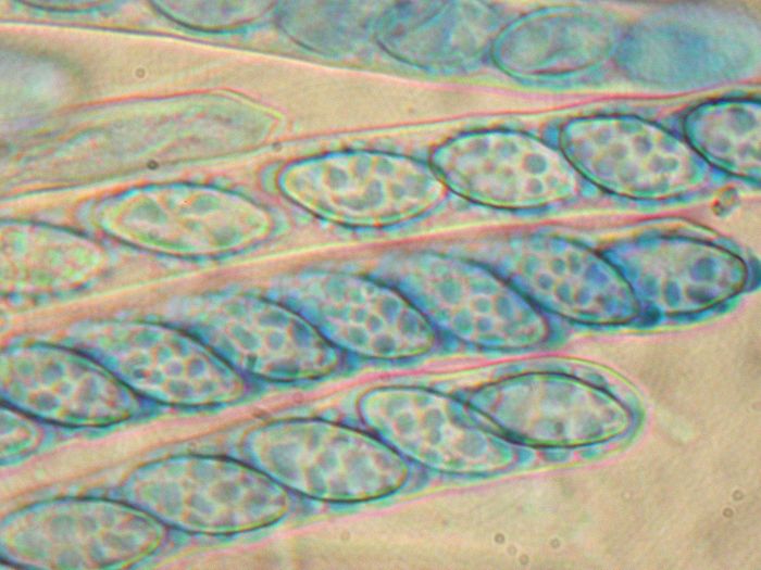 macrostoma