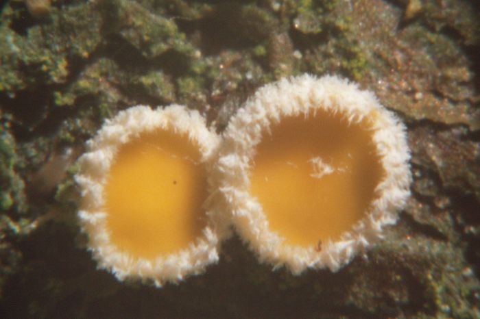 macrostoma
